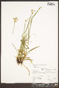 Luzula multiflora var. multiflora image