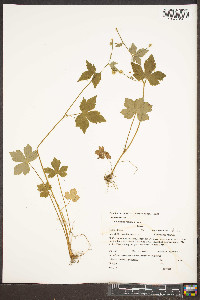 Ranunculus recurvatus var. recurvatus image