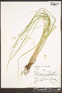 Carex ruthii image