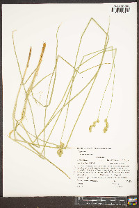 Carex argyrantha image