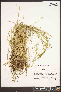 Carex communis var. communis image