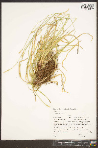 Carex communis var. communis image