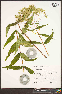 Eupatorium sessilifolium var. sessilifolium image