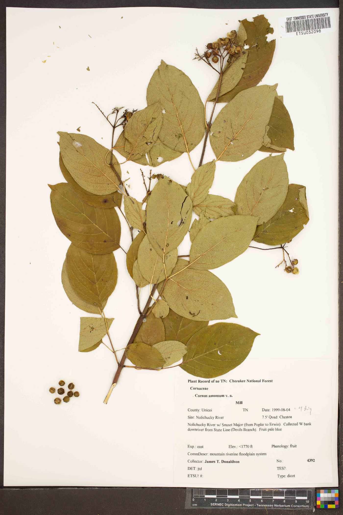 Cornus amomum var. amomum image