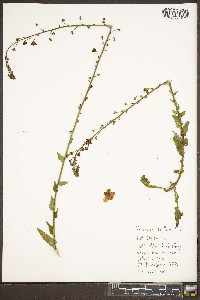 Verbascum blattaria image