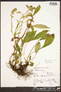 Solidago arguta var. arguta image