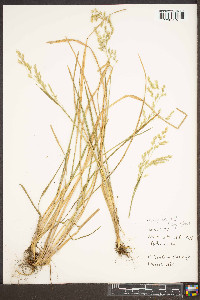 Poa cuspidata image