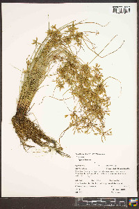 Cyperus flavescens image