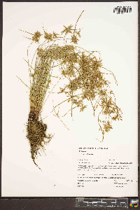 Cyperus flavescens image