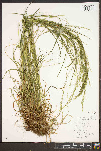 Festuca subverticillata image