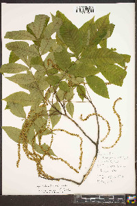 Carya pallida image