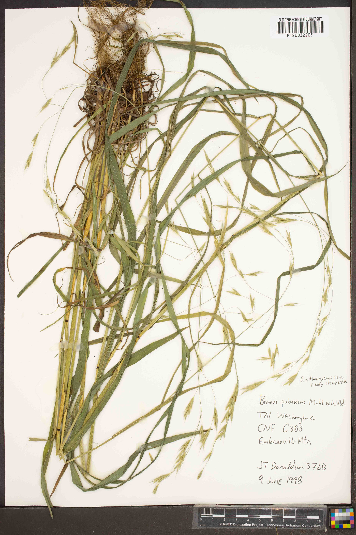 Bromus nottowayanus image