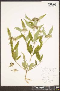 Pycnanthemum pycnanthemoides var. pycnanthemoides image