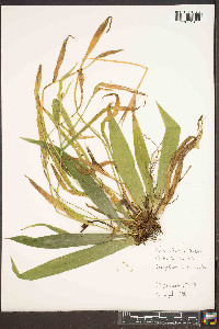 Carex albursina image