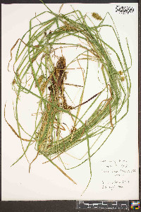 Carex baileyi image