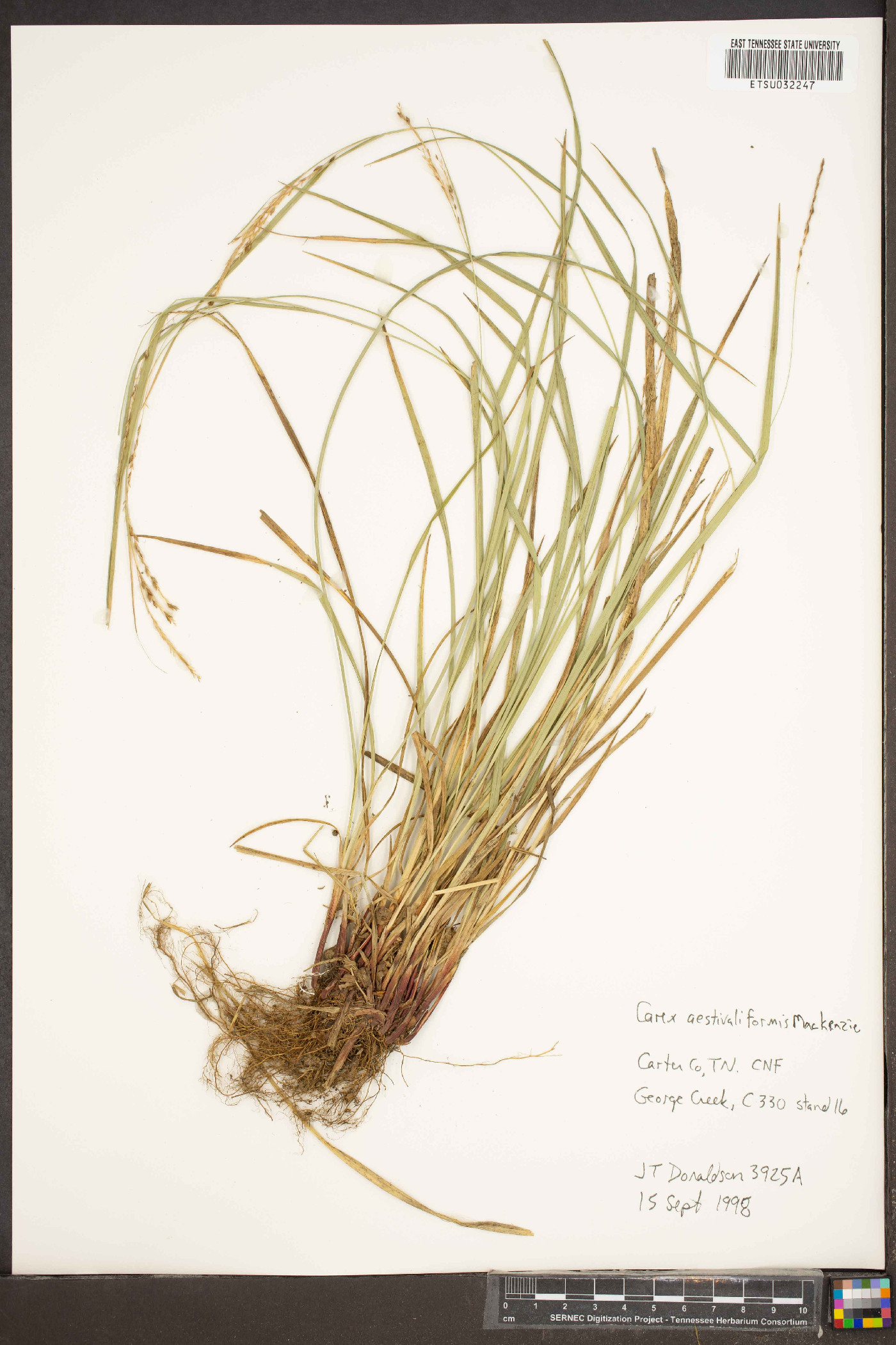 Carex aestivaliformis image