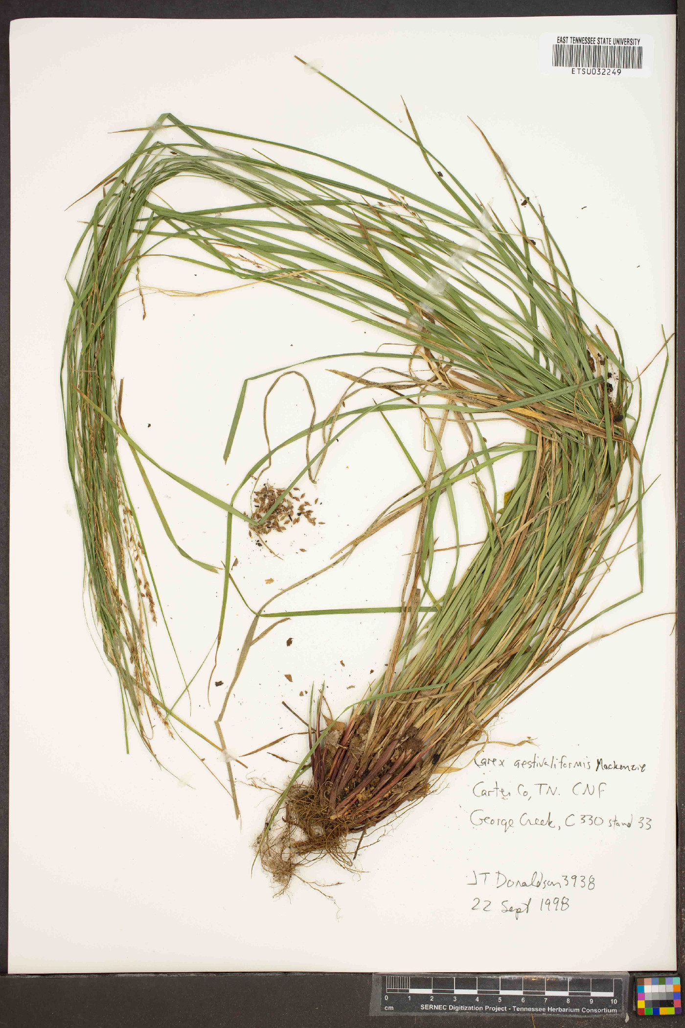 Carex aestivaliformis image