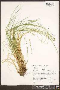 Carex ruthii image