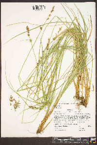 Carex ruthii image