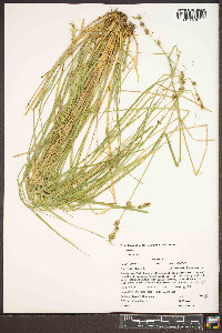 Carex ruthii image