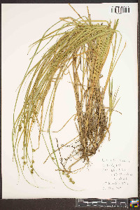 Carex ruthii image