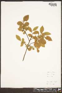 Vaccinium hirsutum image