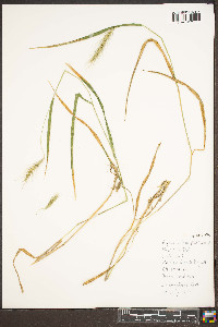 Elymus villosus image