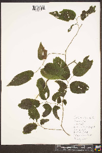 Celtis tenuifolia image