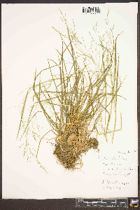 Poa alsodes image