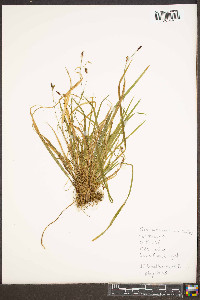 Carex austrocaroliniana image