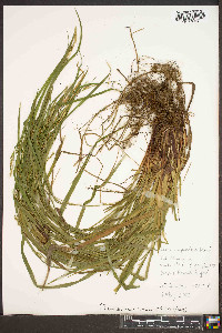 Carex purpurifera image