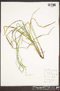 Carex allegheniensis image