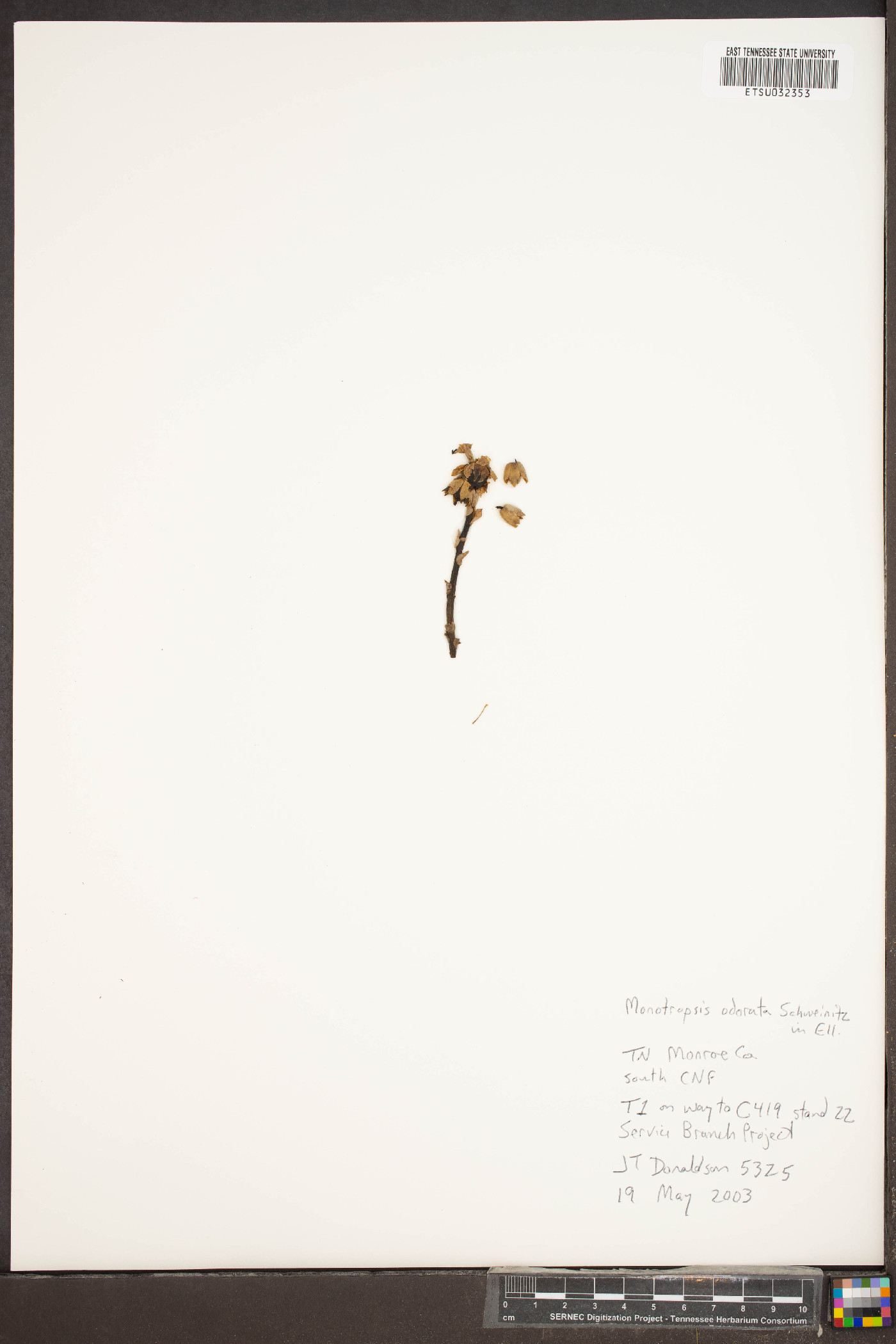 Monotropsis odorata image