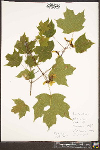 Acer leucoderme image