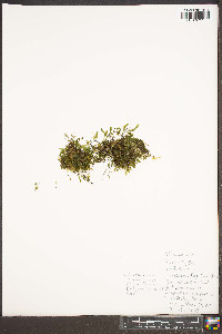 Trichomanes petersii image