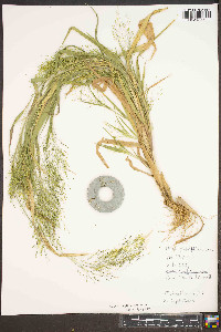 Panicum gattingeri image