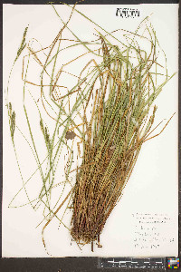 Carex roanensis image