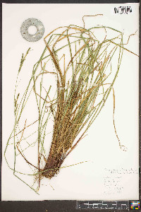 Carex roanensis image