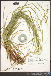 Carex roanensis image