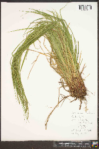 Carex roanensis image