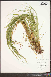 Carex roanensis image