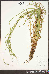 Carex roanensis image