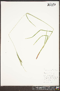 Carex roanensis image