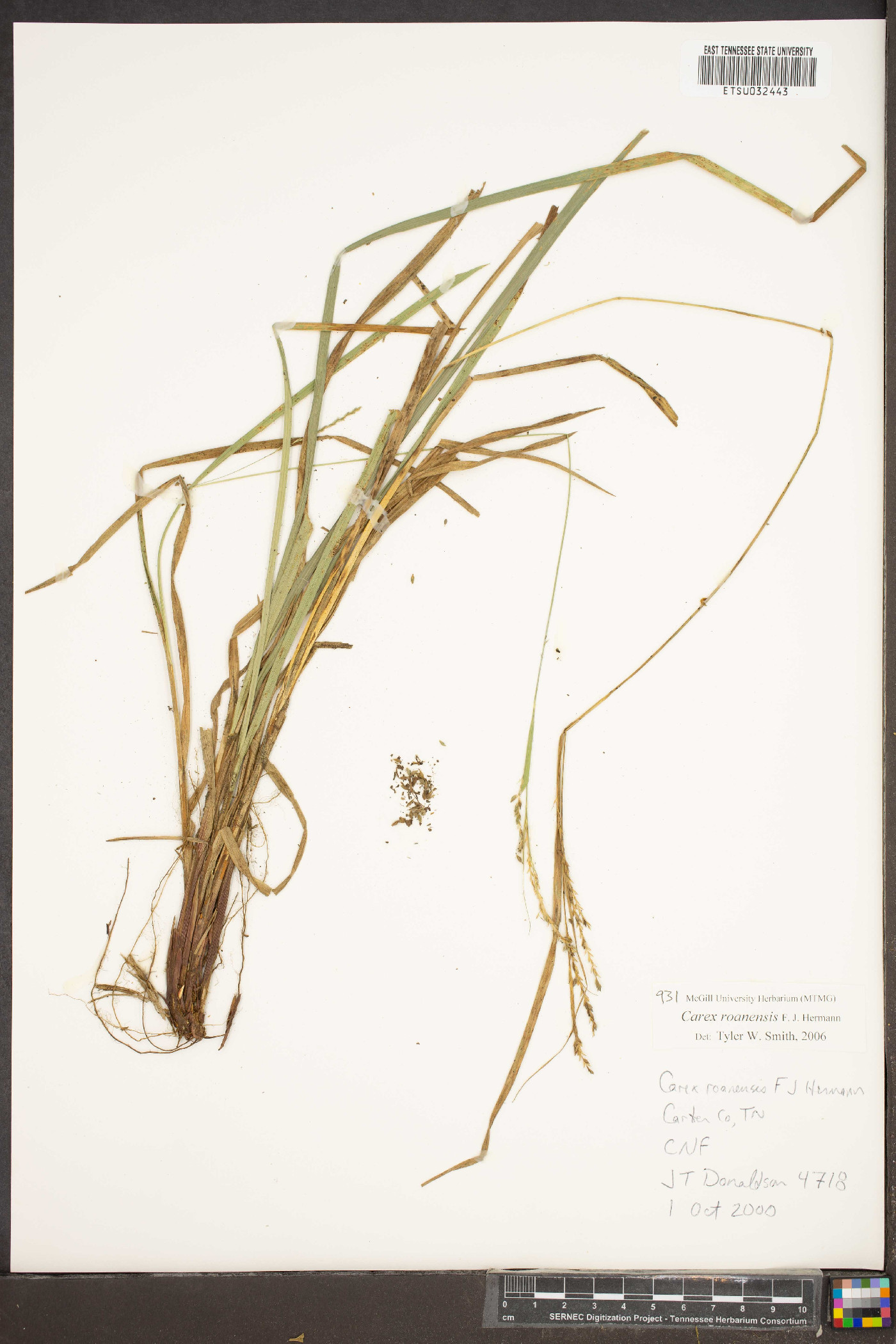 Carex roanensis image