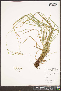 Carex roanensis image