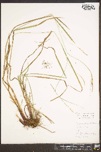 Carex roanensis image