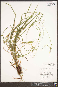 Carex roanensis image