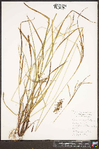 Carex roanensis image