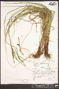 Carex roanensis image