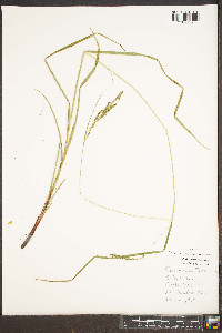 Carex roanensis image